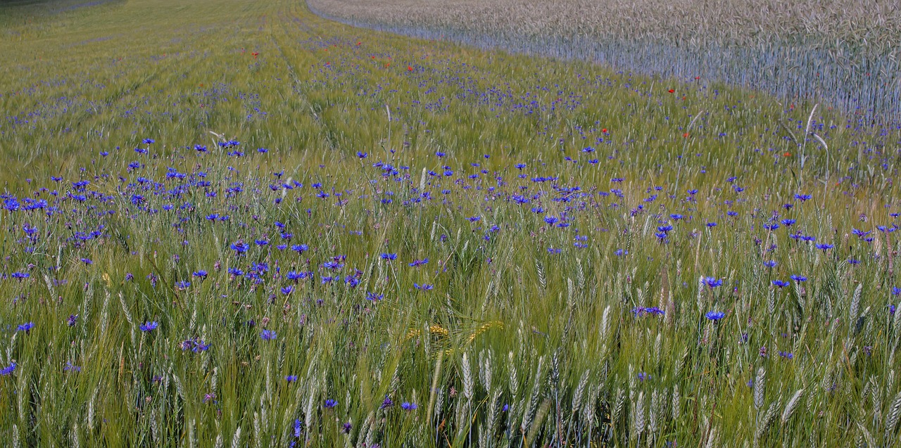 Understanding the Intrinsic Value of Biodiversity